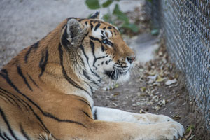 The Shambala Preserve presented by The Roar Foundation